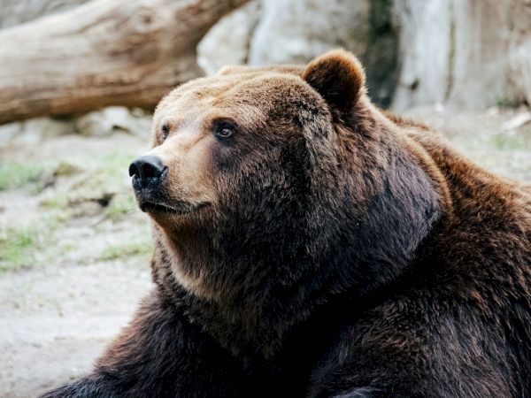 A large, brown bear sits calmly outdoors, gazing to the left with a thick fur coat and a rugged forest backdrop.